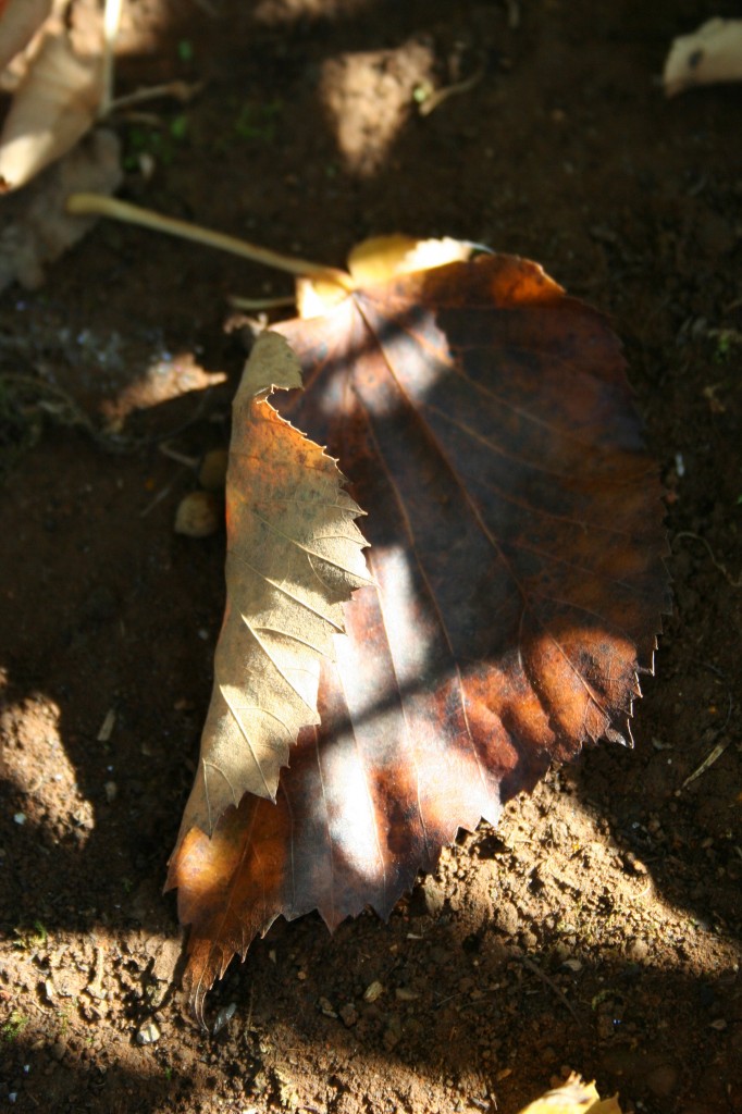 Autumn leaves di hikki