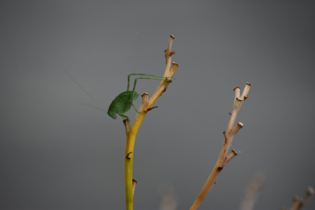 Katydid