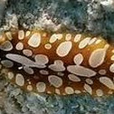 Spotted Flatworm