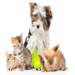 Cover Image of डाउनलोड Pets shop App 1.1 APK