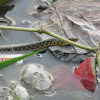 Checkered Keelback