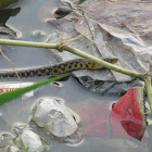 Checkered Keelback