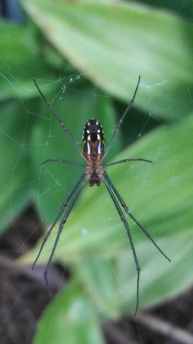 Orchard spider