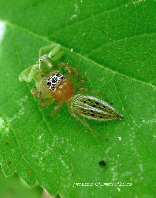 The jumping Spider