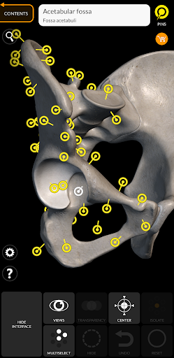 Screenshot Skeleton | 3D Anatomy