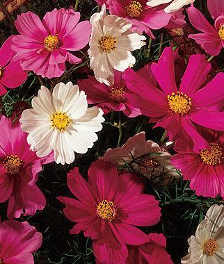 Cosmos, Sensation Mix, , large