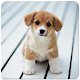 Download Cute Puppies Wallpapers 4k HD For PC Windows and Mac