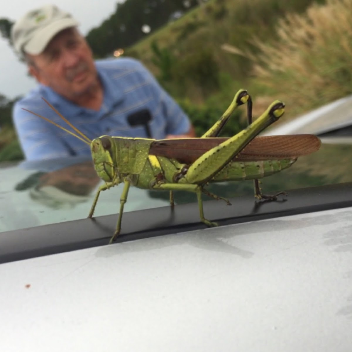 Obsure Bird Grasshopper