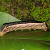 Silver-Striped Hawk-Moth Caterpillar