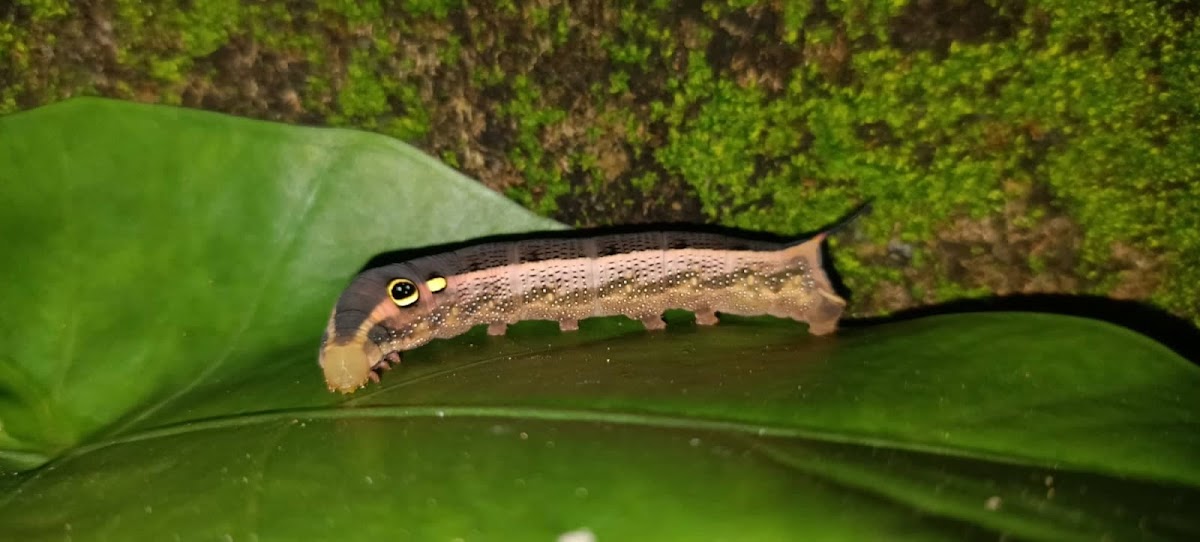 Silver-Striped Hawk-Moth Caterpillar