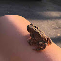 American toad