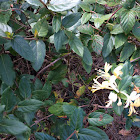 Honeysuckle