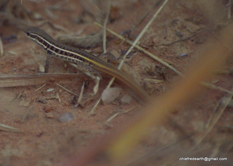 Jerdon's snake-eye