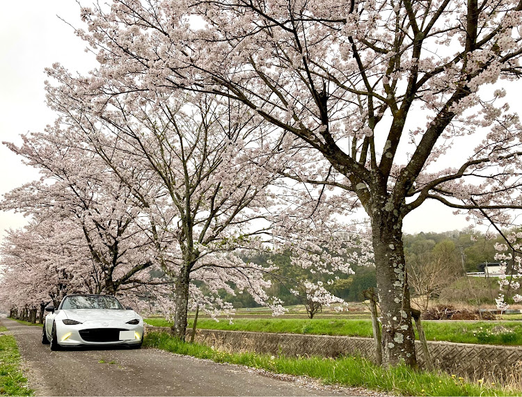 ロードスターの桜と愛車・車高調整に関するカスタム事例の投稿画像1枚目