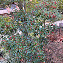 American Holly