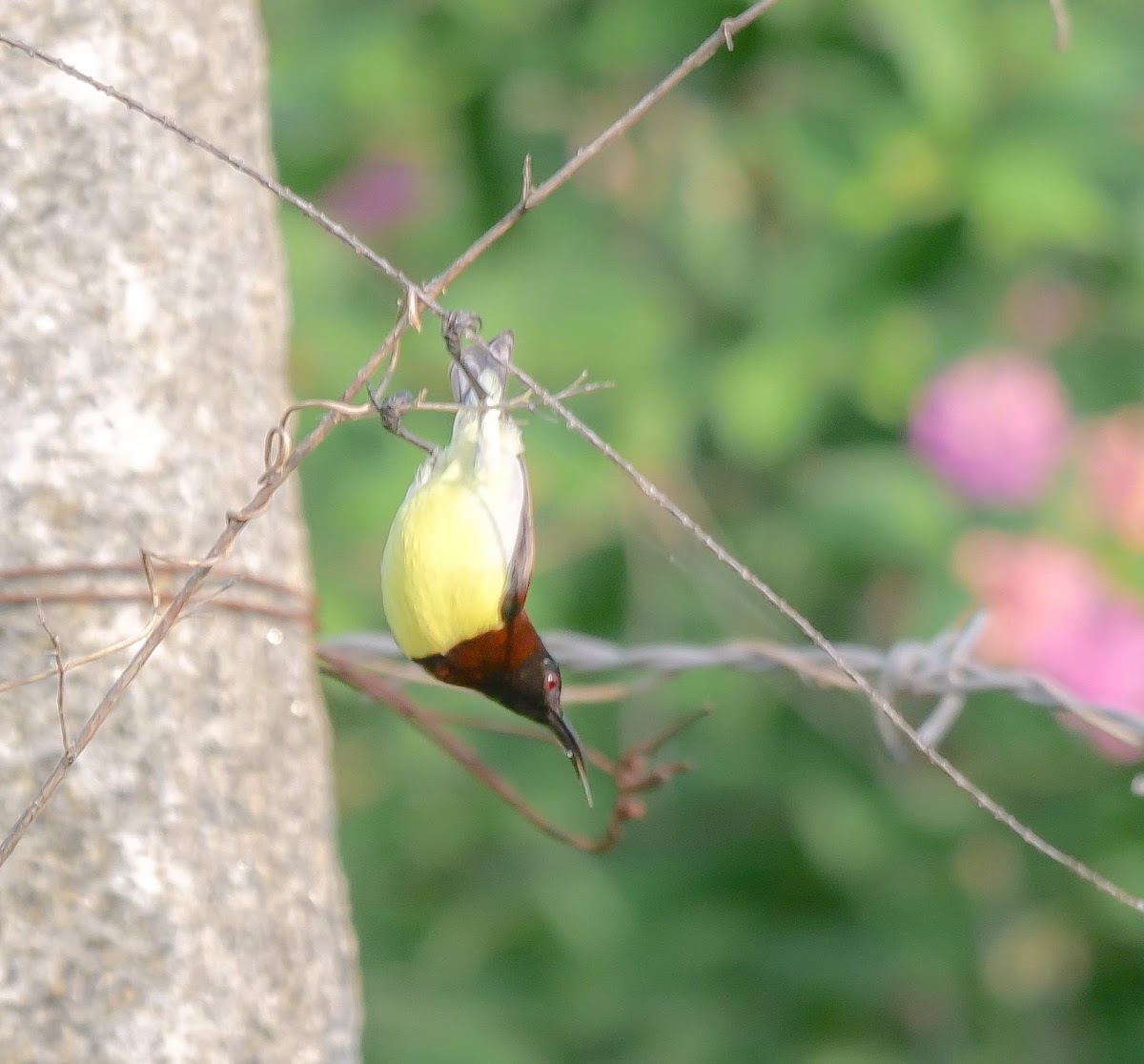 Crimson-backed sunbird