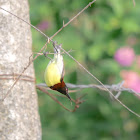 Crimson-backed sunbird