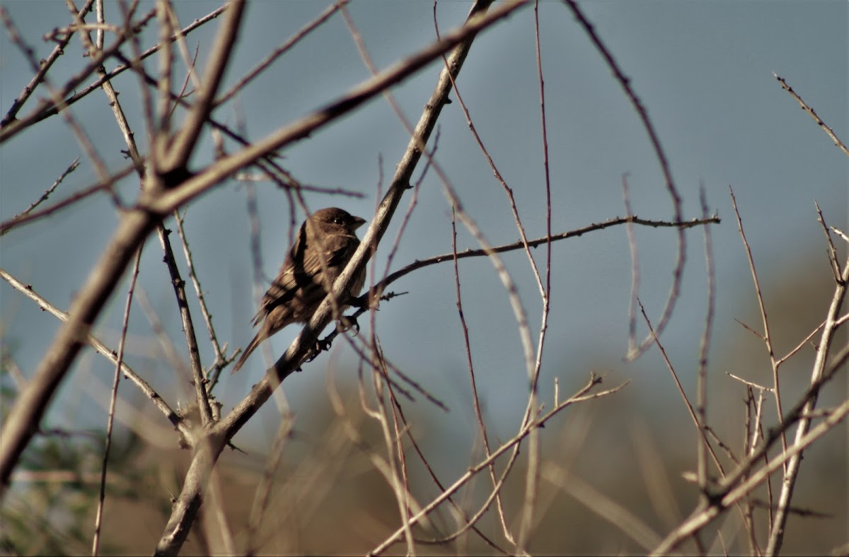 House finch