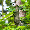 Bushtit nest