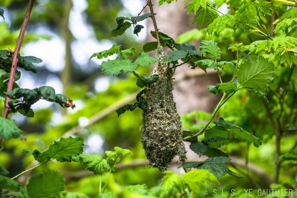 Bushtit nest