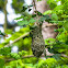 Bushtit nest