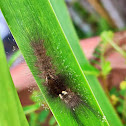 Tussock Moth