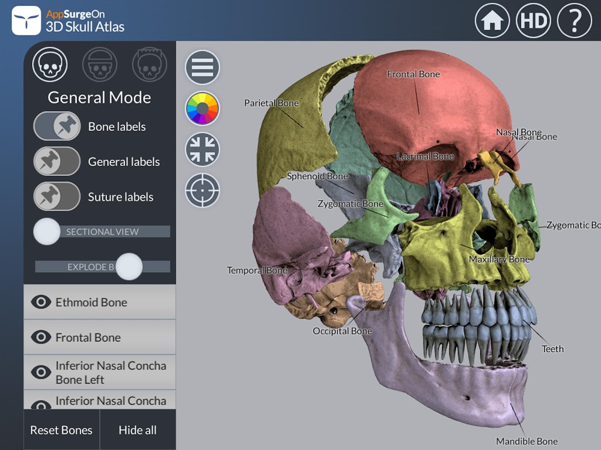   3D Skull Atlas- screenshot  