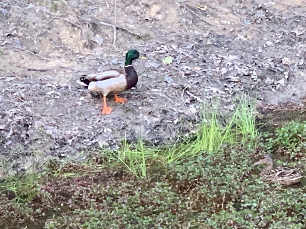 Mallard duck