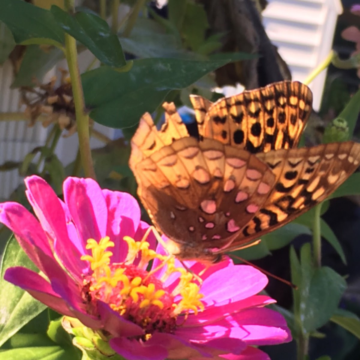 Great Spangled Fritillary