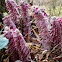 The common toothwort