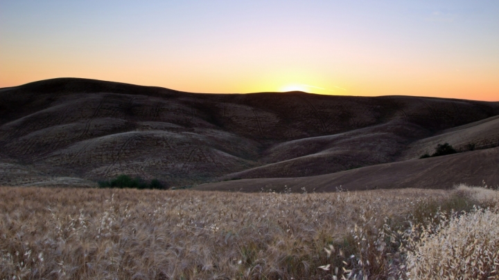 Dune di Grano di Superpatacca