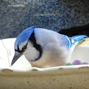 Blue Jay