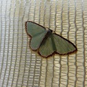 Emerald Moth