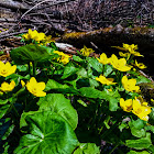 Marsh Marigold