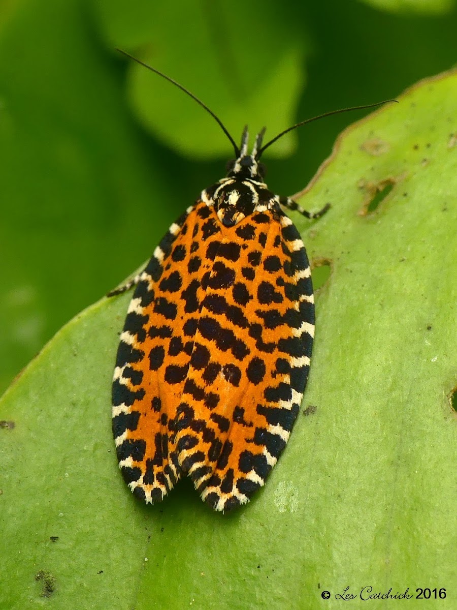 Leopard tortrix