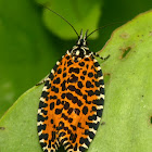 Leopard tortrix