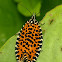 Leopard tortrix