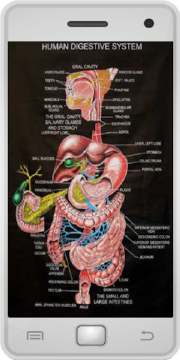 Human Anatomy