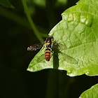 Syrphid Fly