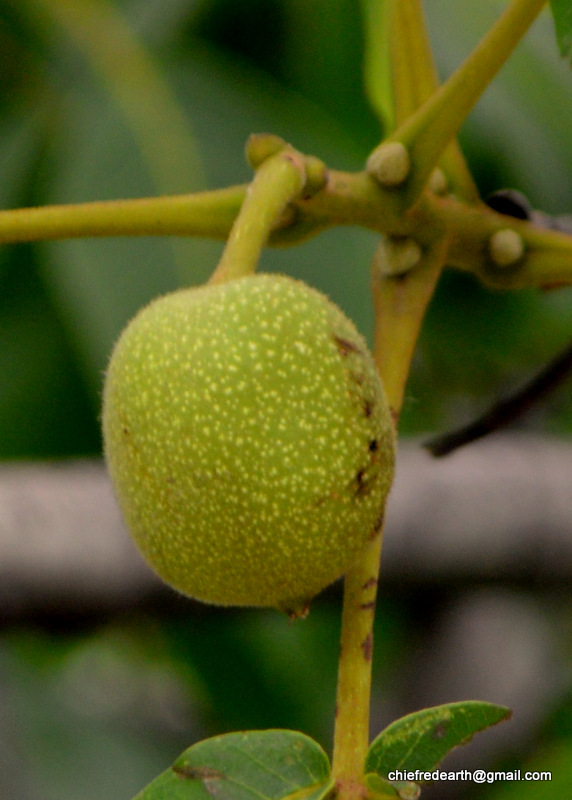 Persian walnut, English walnut