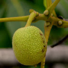 Persian walnut, English walnut