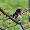 (Male) Eastern Towhee