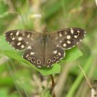 Speckled wood