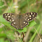 Speckled wood