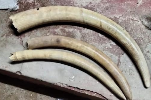 The elephant tusks recovered from two suspects in Lodwar, Turkana, on November 22, 2023