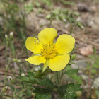 Leafy Cinquefoil