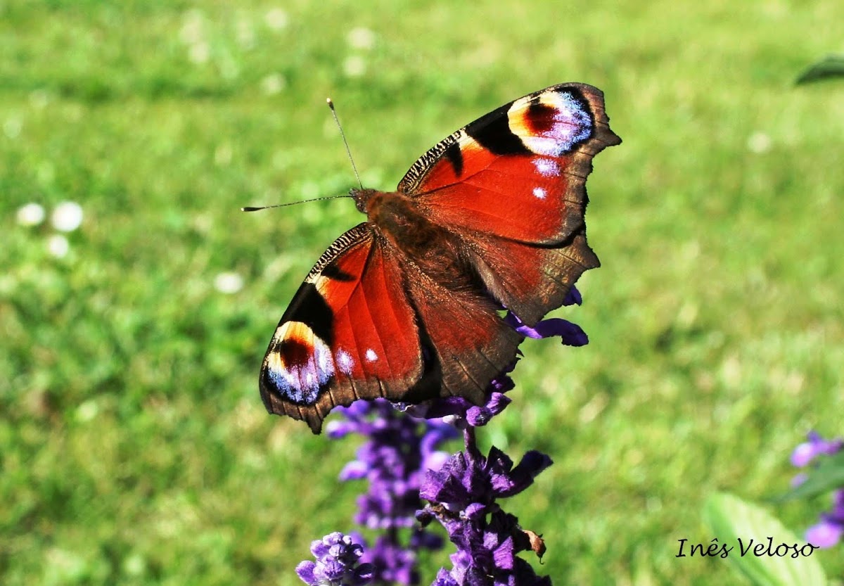 Peacock Butterfly