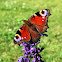 Peacock Butterfly