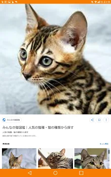 黒猫の落とし穴