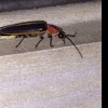 Firefly Lightning bug Glow fly Glow bug